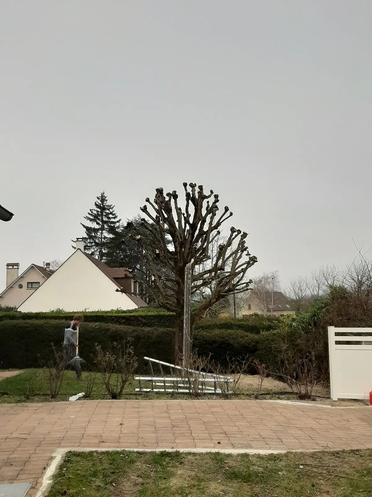 Le même arbre taillé de près devant la haie et le portillon, après l’intervention de L.N.C.J élagage