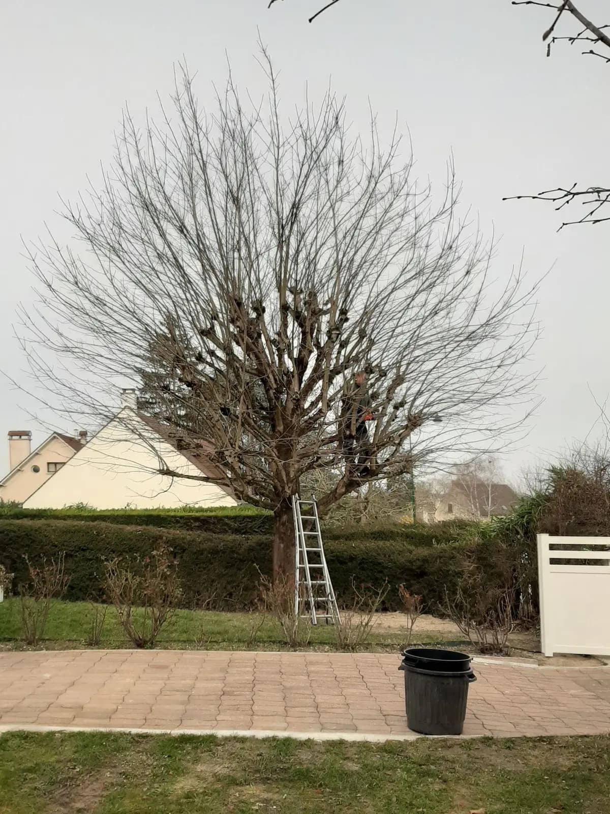 Arbre couvert de fins rejets devant une haie et un portillon blanc, échelle contre le tronc, avant la taille par L.N.C.J élagage