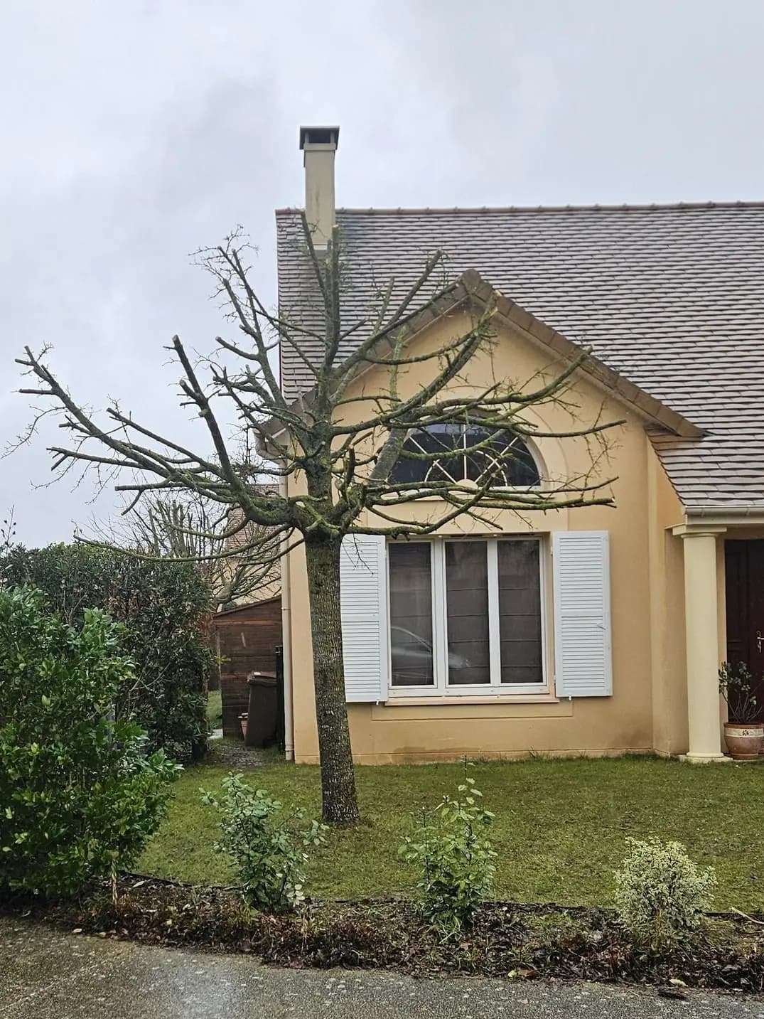 Le même arbre devant la maison, couronne allégée et recentrée, après l’élagage par L.N.C.J élagage