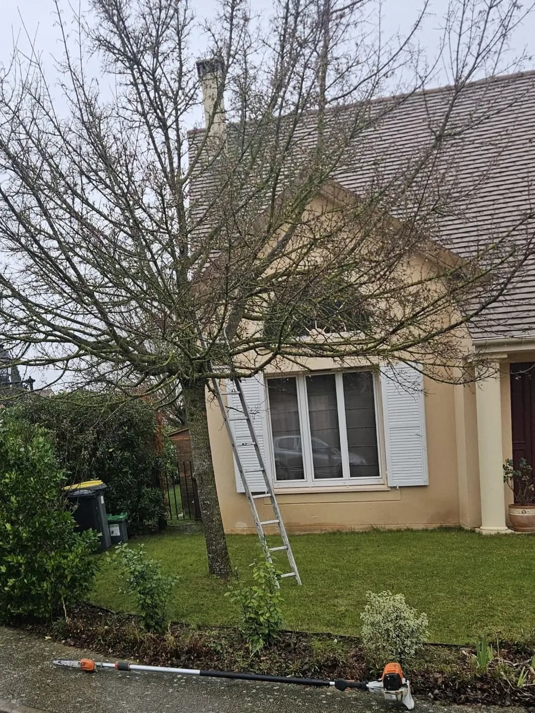 Arbre à la ramure dense devant une maison, branches tournées vers la façade, avant l’élagage par L.N.C.J élagage