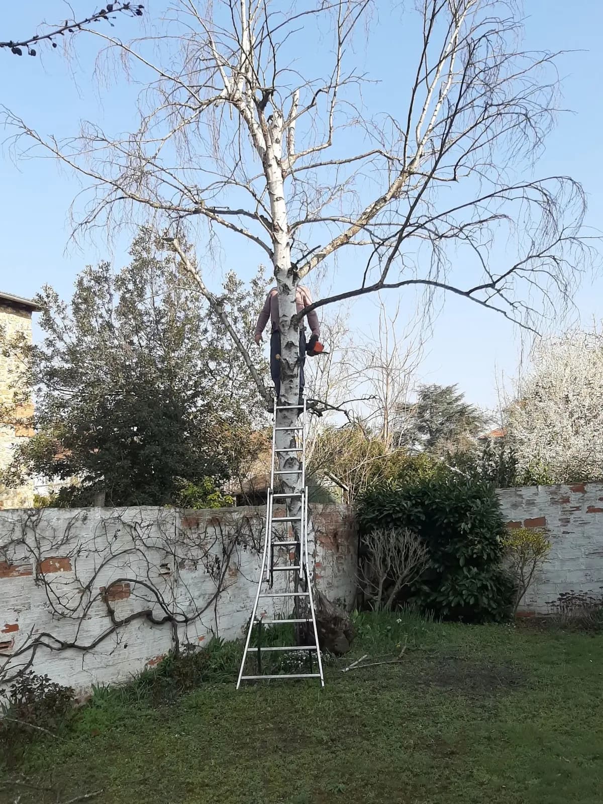 Grand bouleau dans un jardin clos de murs, grimpeur sur une échelle dans l’arbre, pendant l’abattage par L.N.C.J élagage