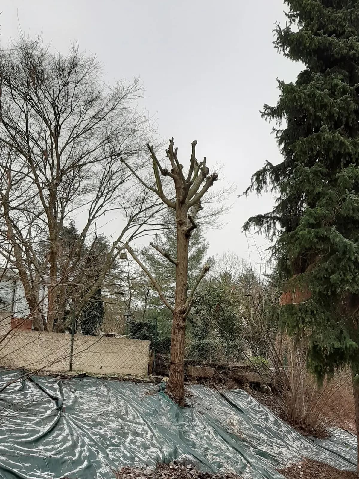 Le même arbre à la couronne réduite sur le talus, après l’élagage par L.N.C.J élagage