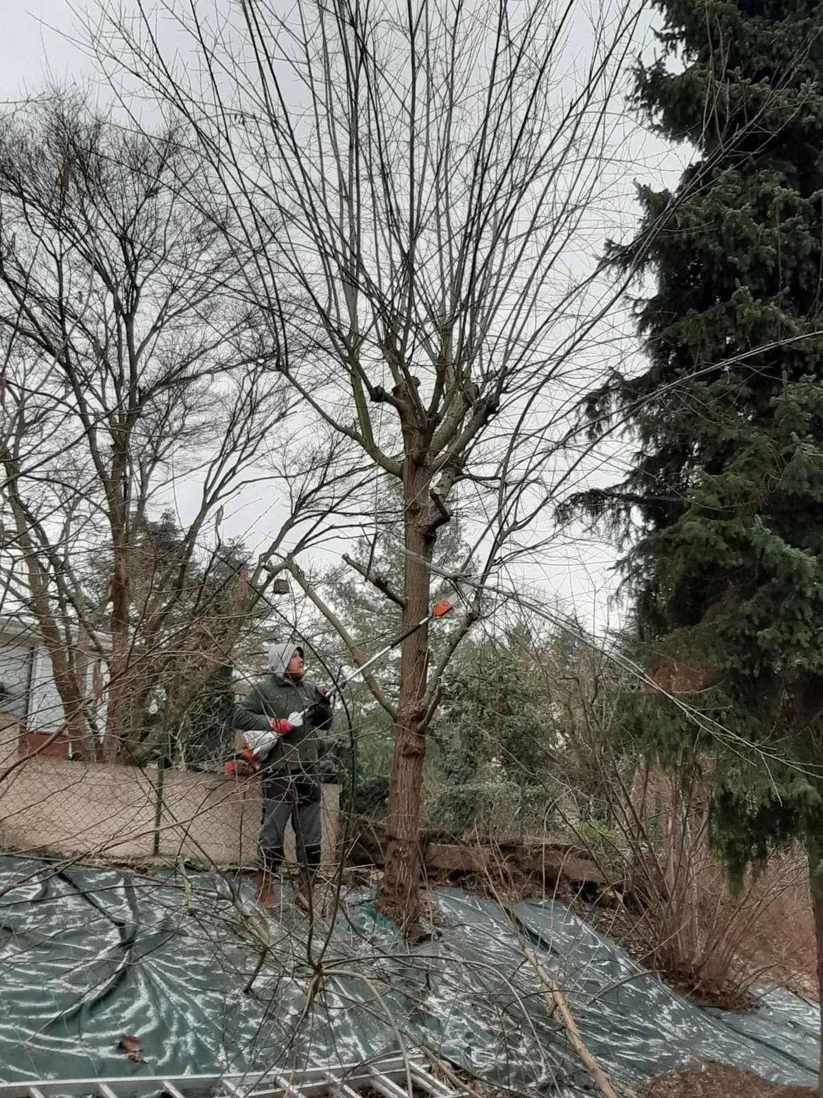 Arbre sans feuilles sur un talus bâché à côté d’un grand conifère, élagueur au pied, pendant l’élagage par L.N.C.J élagage