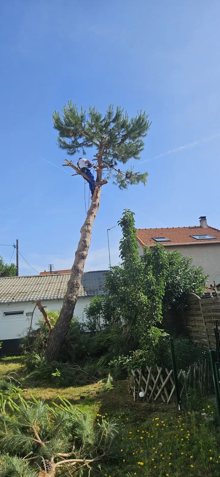 Abattage d’un pin par L.N.C.J élagage : grimpeur dans la tête d’un pin penché, au-dessus d’un jardin