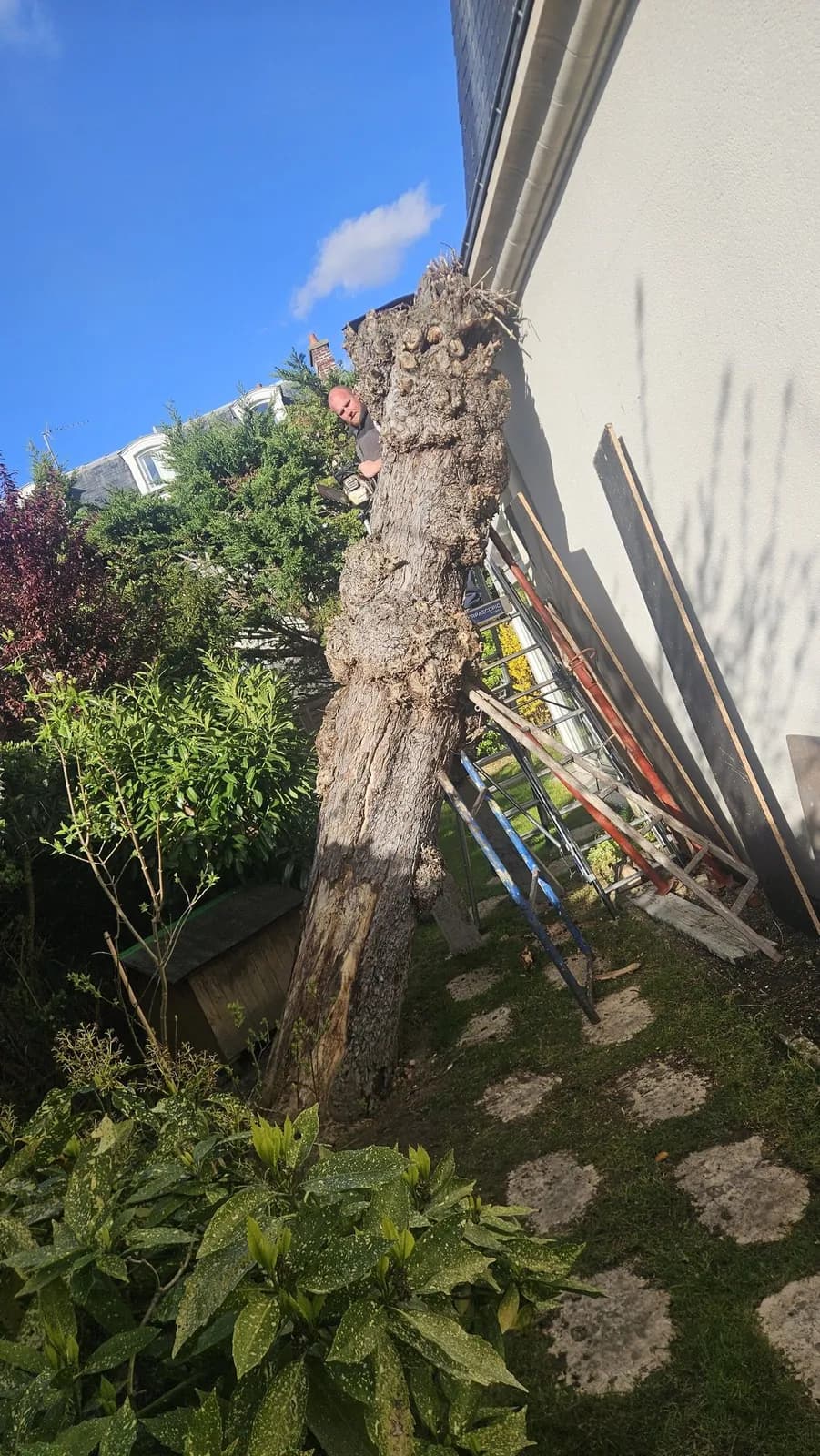 Tronc d’arbre mort penché contre une façade, avant son démontage par L.N.C.J élagage
