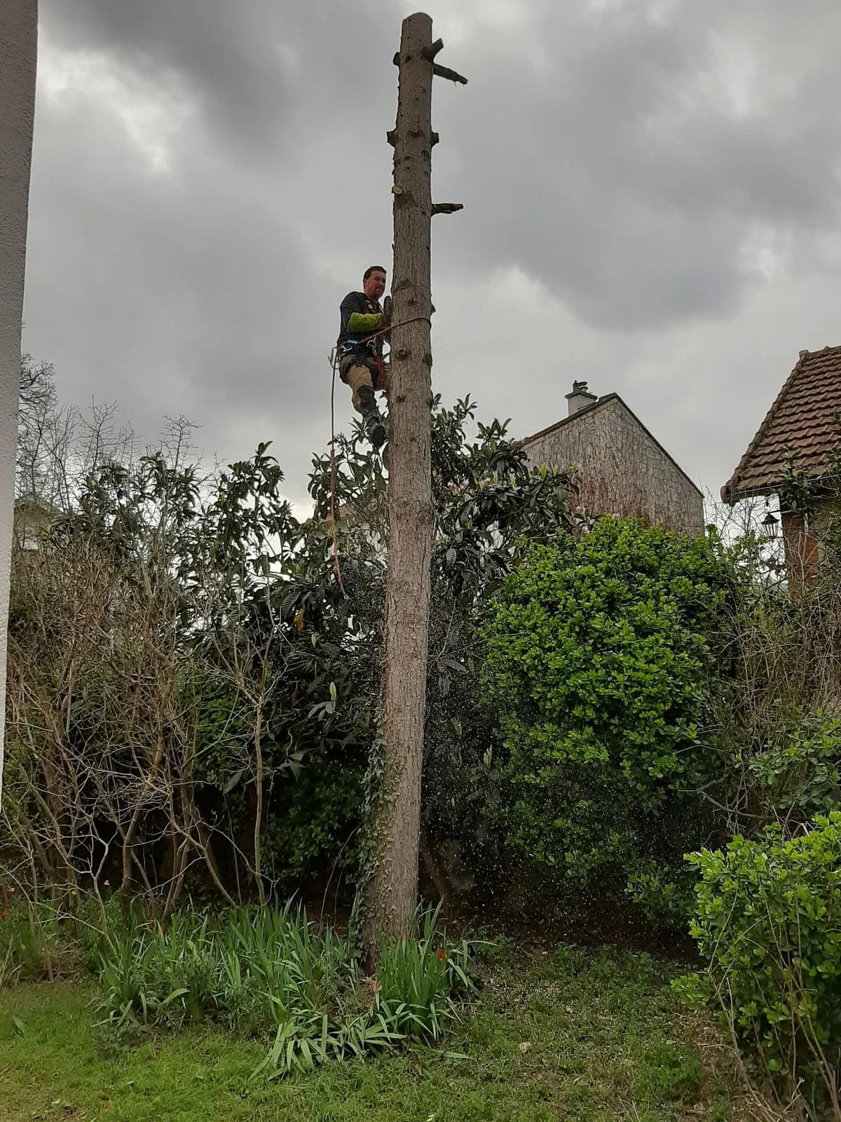 Grimpeur de L.N.C.J élagage au sommet d’un fût ébranché, entre deux jardins