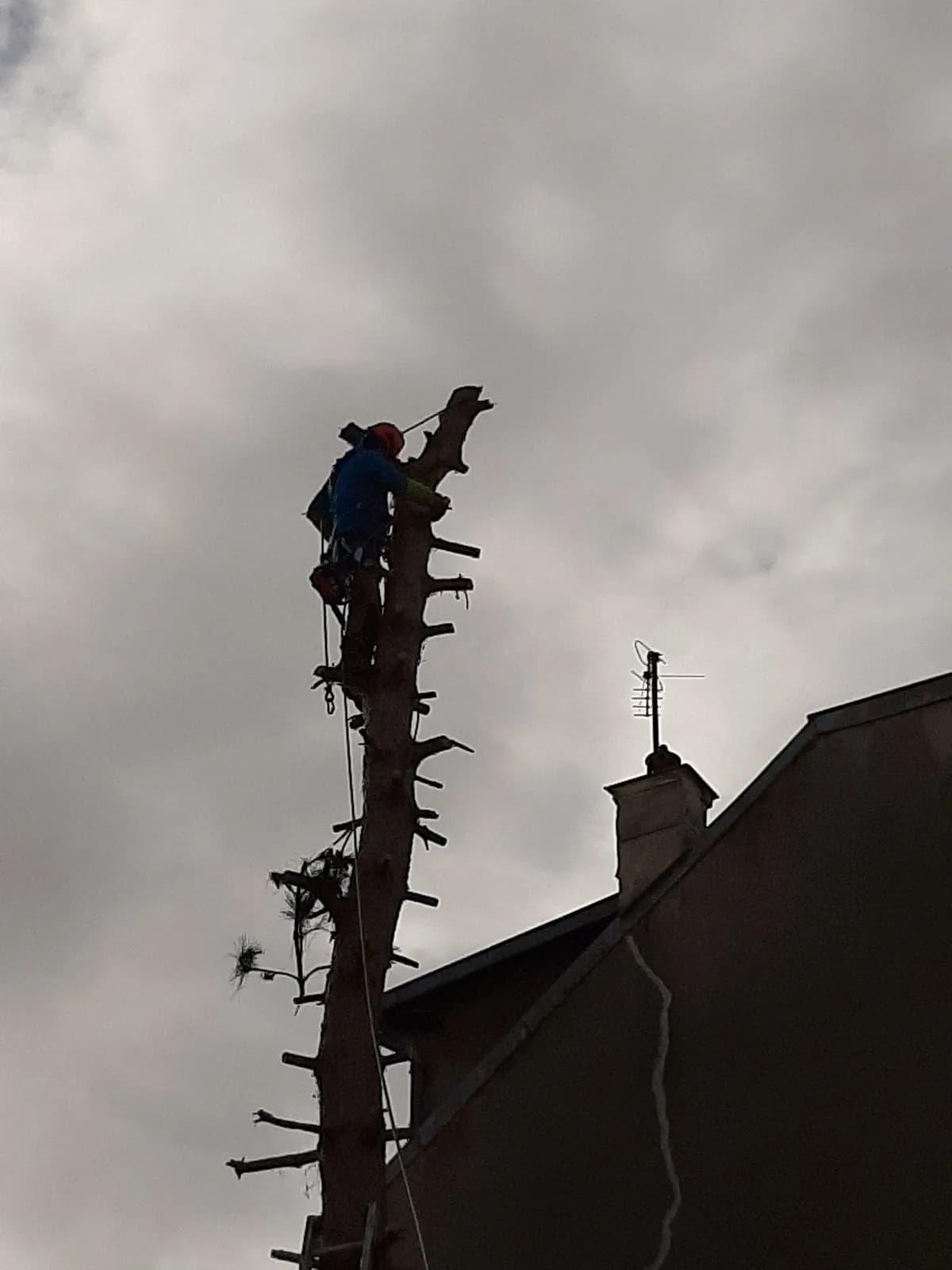 Grimpeur de L.N.C.J élagage sur le tronc ébranché d’un pin, à côté du pignon d’une maison