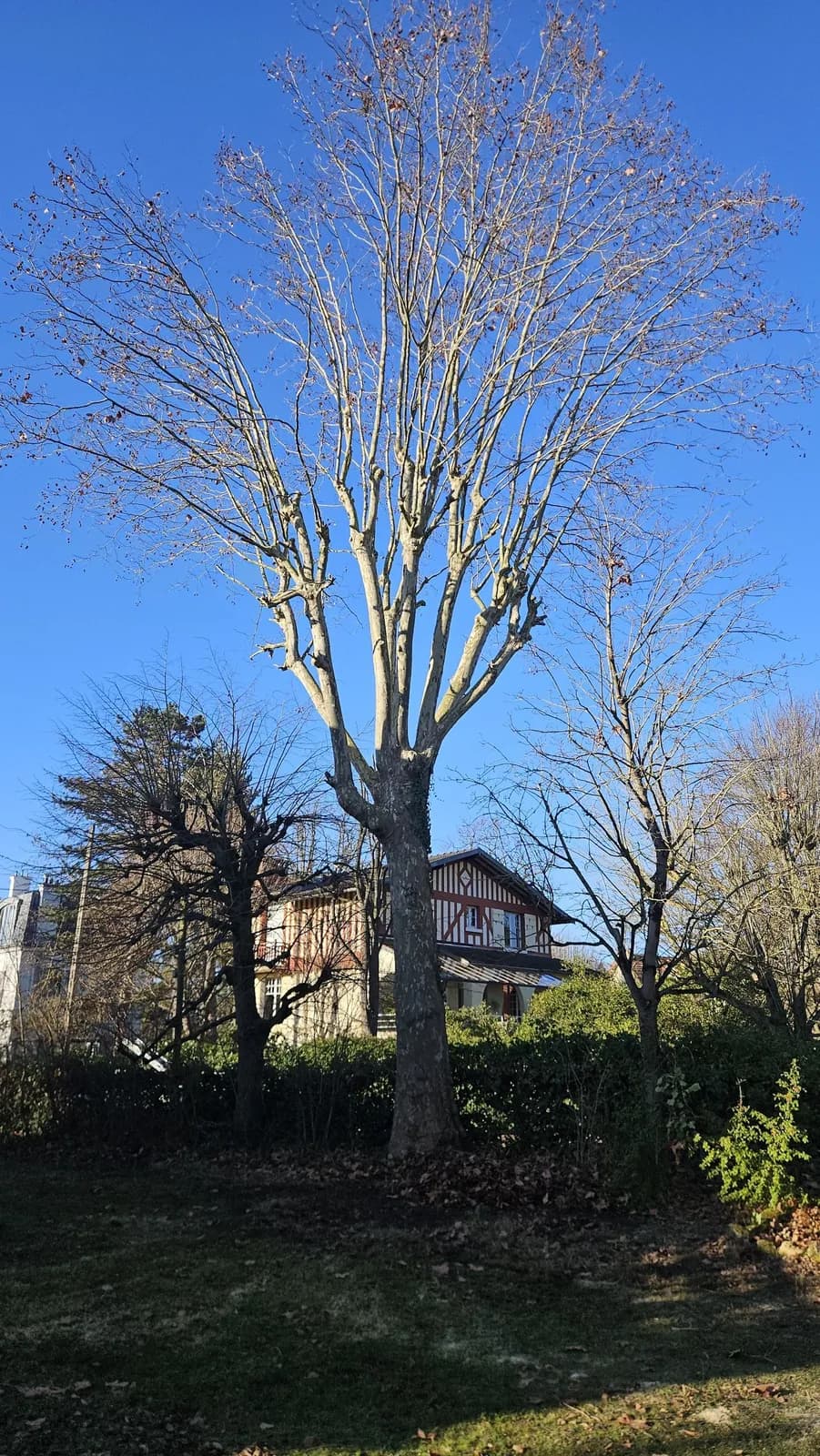 Grand tilleul élagué par L.N.C.J élagage, ramure allégée sur un ciel bleu d’hiver