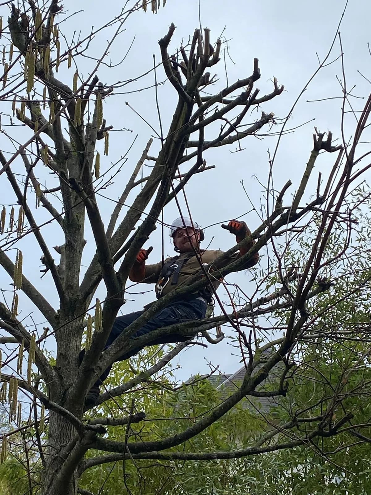 Grimpeur casqué de L.N.C.J élagage en équilibre dans un arbre couvert de chatons, en fin d’hiver