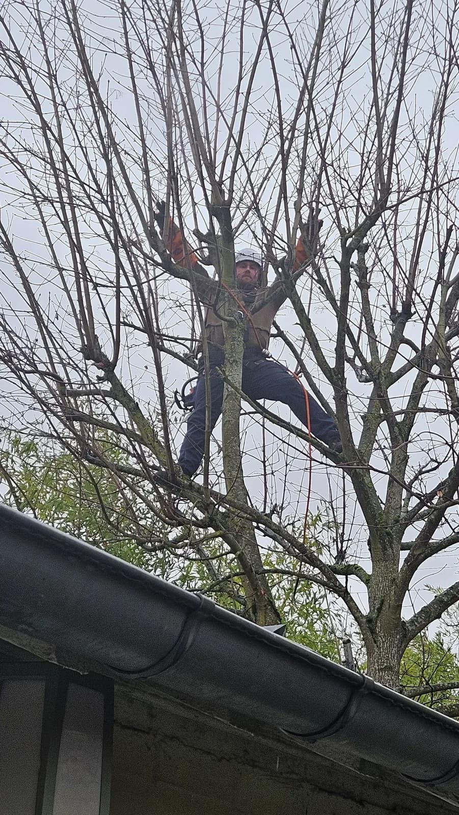 Grimpeur casqué de L.N.C.J élagage dans le houppier d’un arbre, au-dessus d’un toit de garage