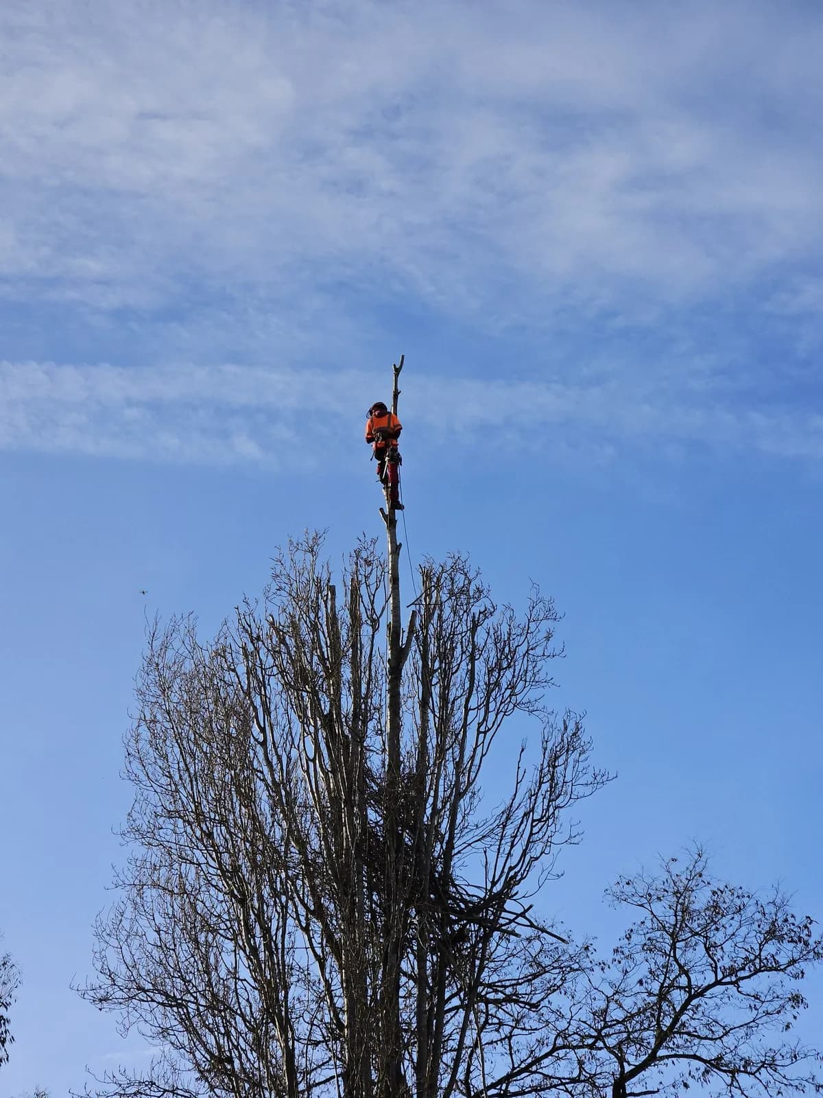 Grimpeur de L.N.C.J élagage encordé tout en haut d’un peuplier ébranché, sur fond de ciel bleu