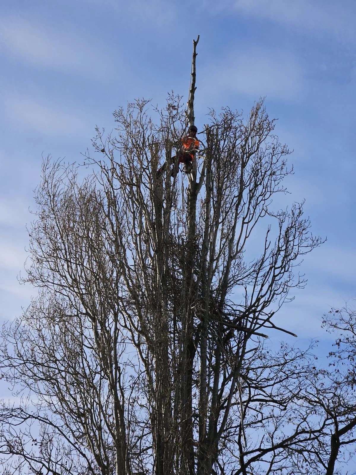 Grimpeur de L.N.C.J élagage au milieu de la couronne d’un peuplier, en train de couper les branches