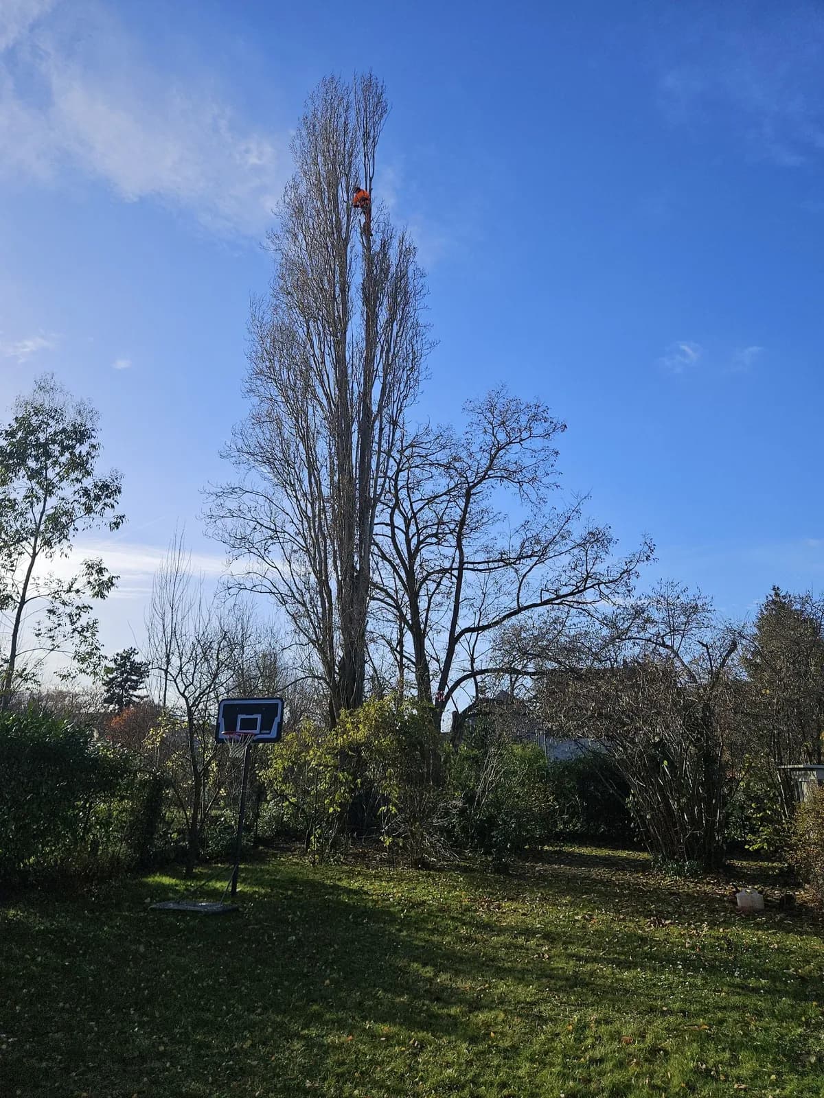 Grand peuplier dans un jardin, un grimpeur de L.N.C.J élagage à sa cime