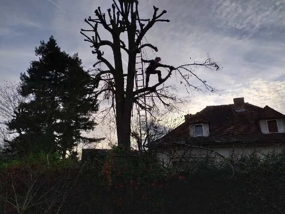 Silhouette d’un grimpeur de L.N.C.J élagage dans un arbre, au crépuscule, derrière une maison