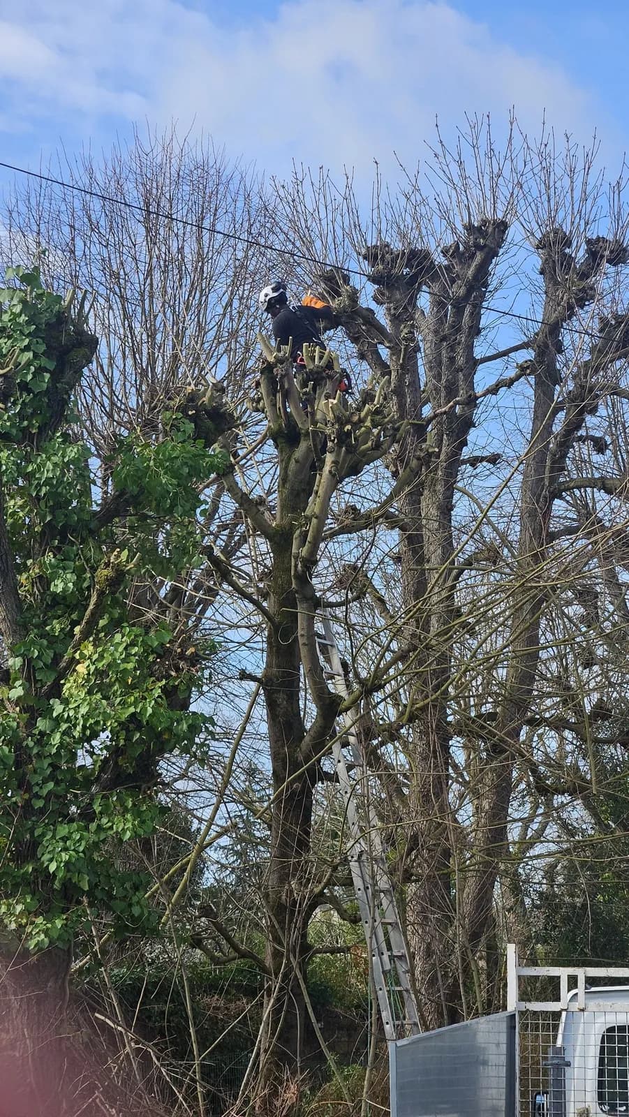 Deux grimpeurs de L.N.C.J élagage encordés dans un alignement d’arbres, en pleine taille