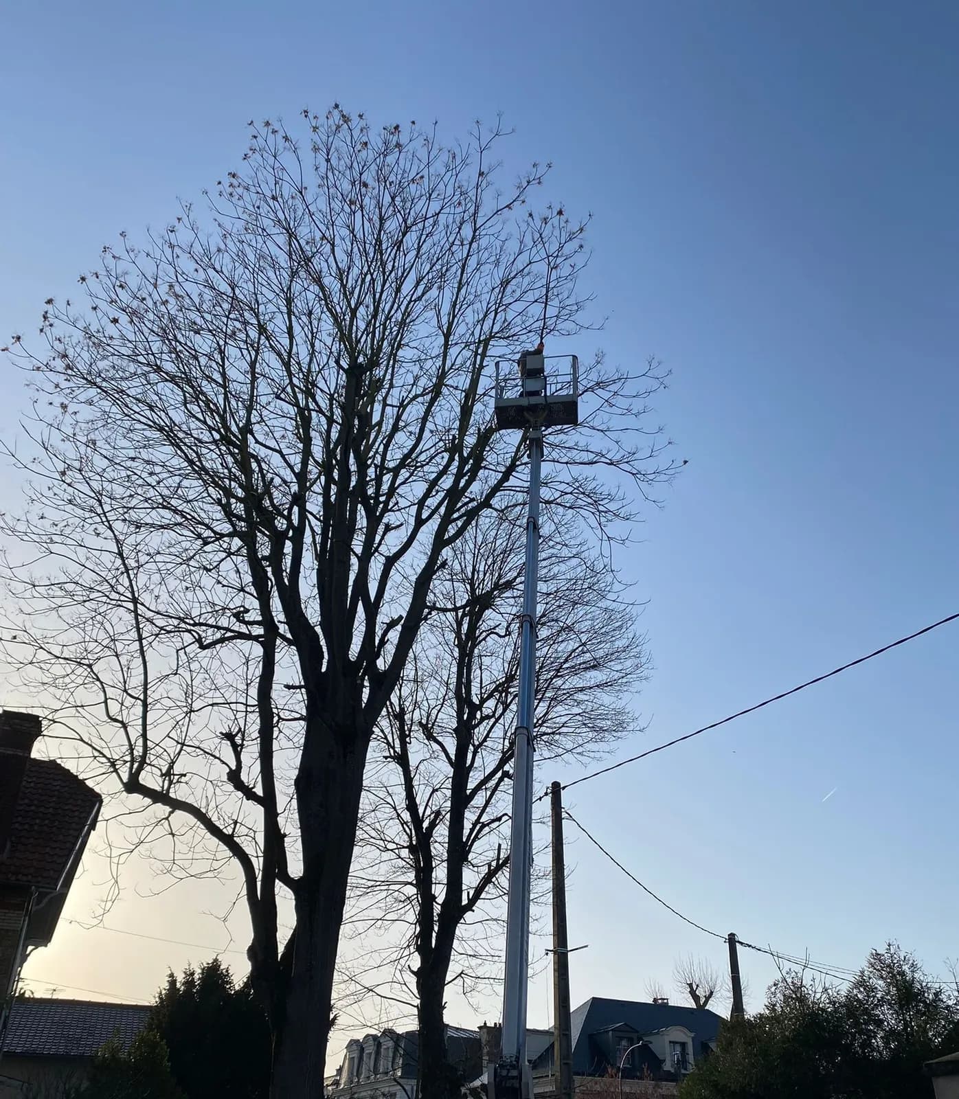 Camion nacelle de L.N.C.J élagage déployé à côté d’un grand arbre, panier à hauteur des branches hautes